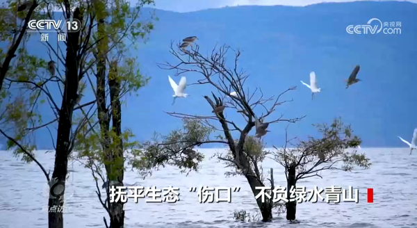 焦點訪談 撫平生態(tài)